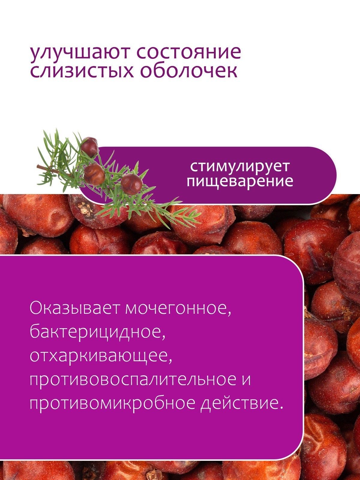 Можжевельник плоды - купить Крымские травы недорого в интернет-магазине  «Травы Горного Крыма»