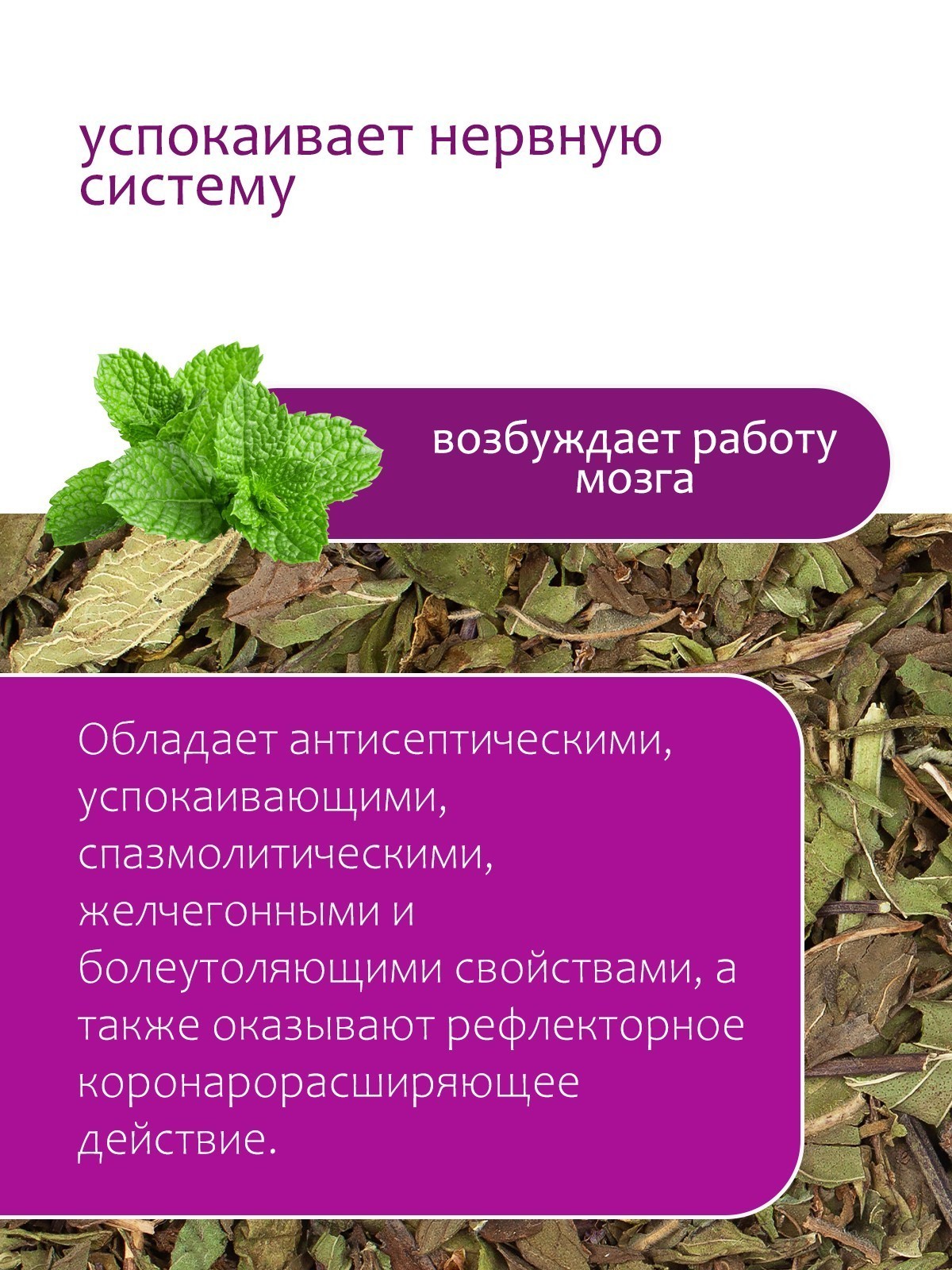 Мята - купить Крымские травы недорого в интернет-магазине «Травы Горного  Крыма»