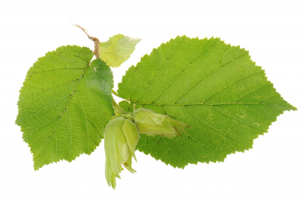 shutterstock_60543673.jpg