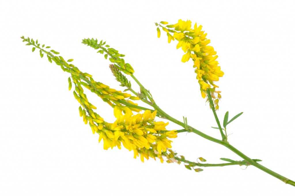 донник.jpg донник.jpg