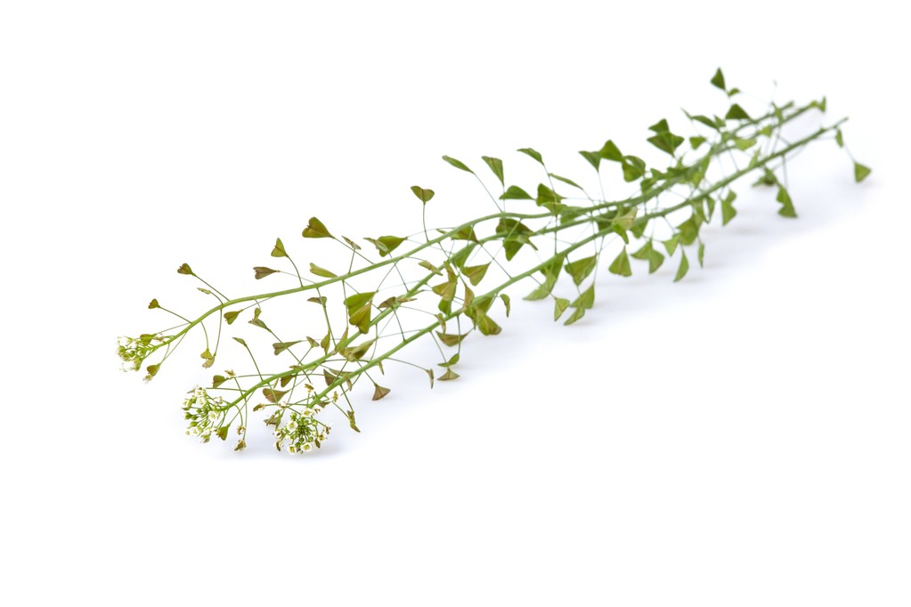 пастушья сумка.jpg