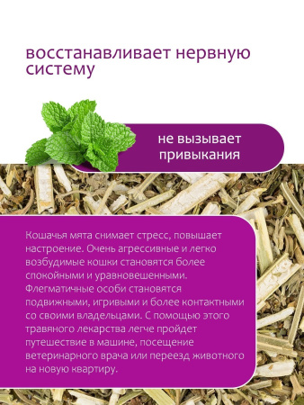Кошачья мята (котовник кошачий)