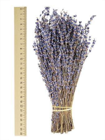 Букет лаванды крымской "Синева"