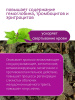 Крапива