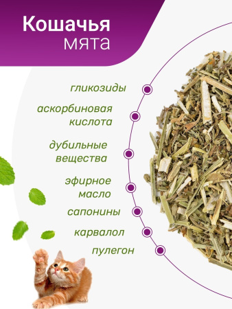 Кошачья мята (котовник кошачий)