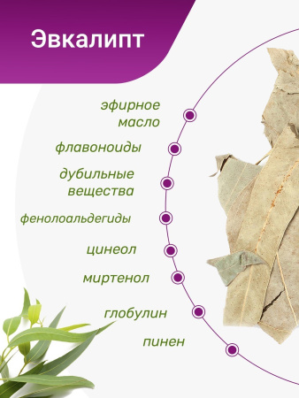 Эвкалипт
