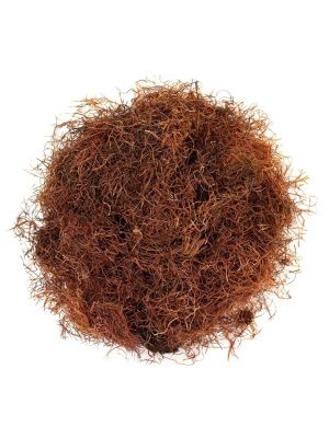 Кукурузные рыльца