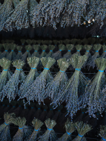 Букет лаванды крымской "Синева"