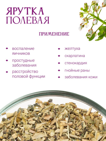 Ярутка полевая