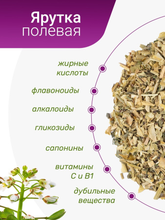 Ярутка полевая